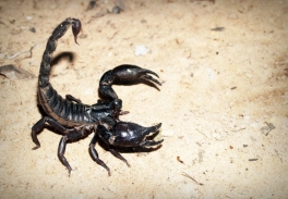 Skorpion in Drohstellung
